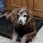 Ristorante Conchiglia