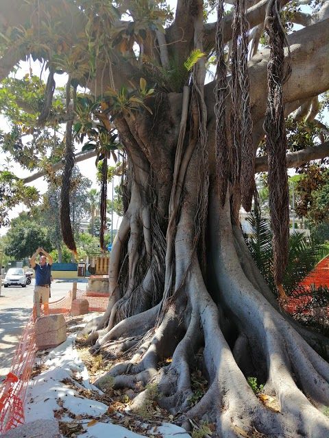 Municipal Garden Ormond